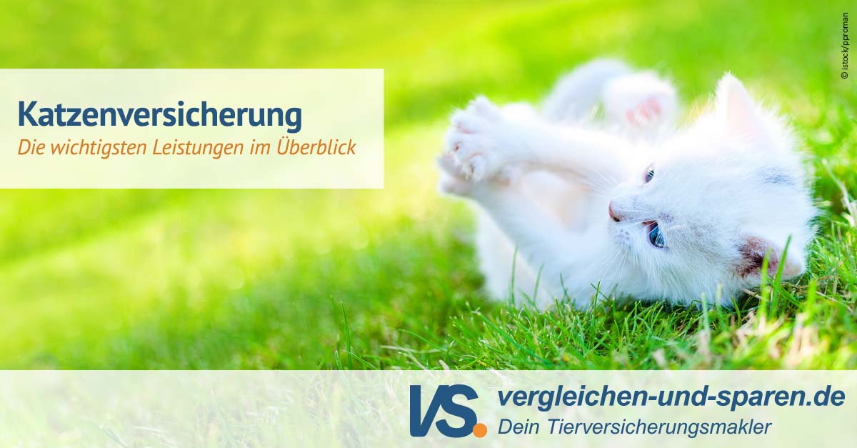 Die wichtigsten Leistungen der Katzenversicherung