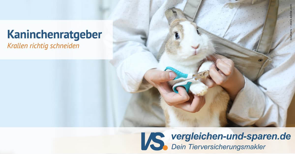 Kaninchen Krallen richtig schneiden