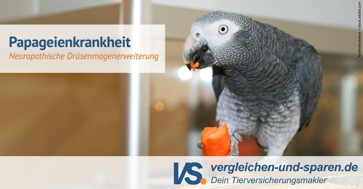 PDD Krankheiten Bei Kanarienv geln Und Papageien pdd-krankheiten-bei-kanarienv-geln-und-papageien