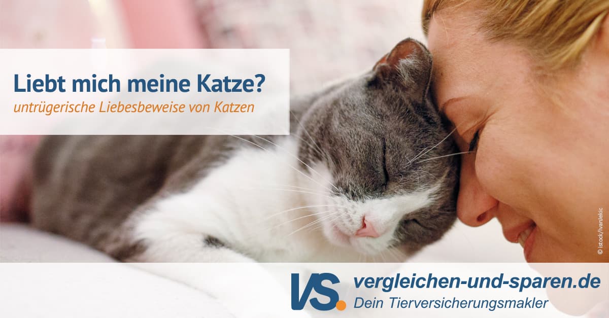 Liebt mich meine Katze? Erkenne die Anzeichen