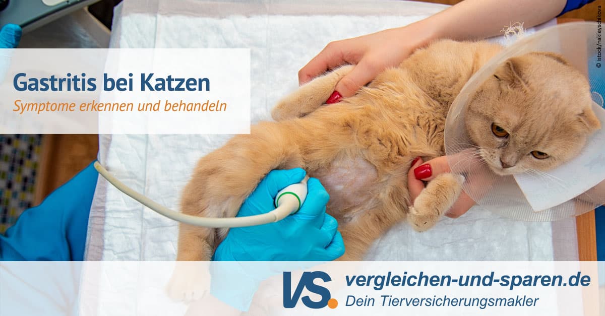 Was dürfen Katzen bei Gastritis essen?