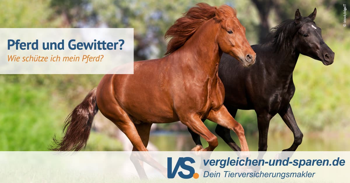 pferdebremsen-wie-sch-tzt-du-dein-pferd