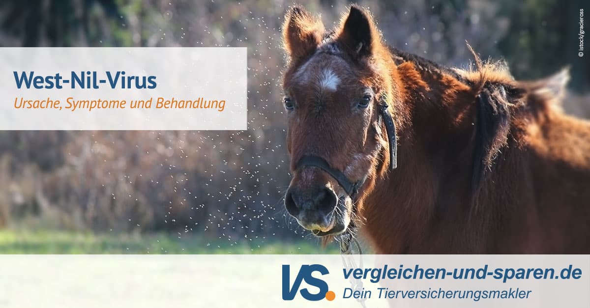 West Nil Virus Pferd Symptome www.vergleichen-und-sparen.de