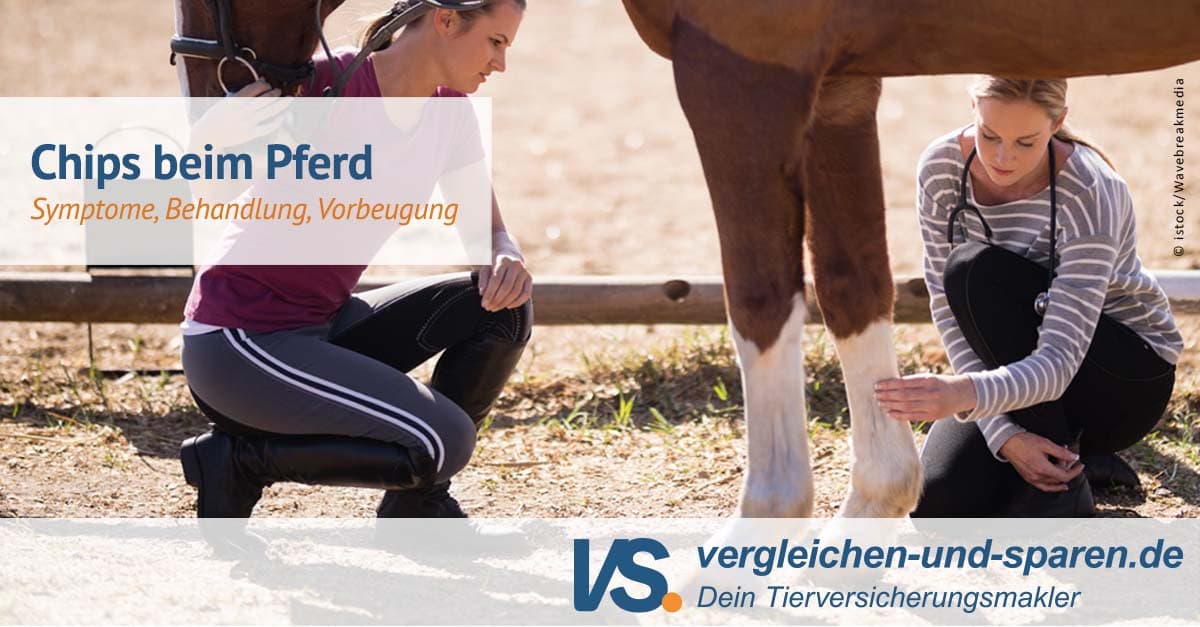 Chip Beim Pferd Operieren Oder Nicht