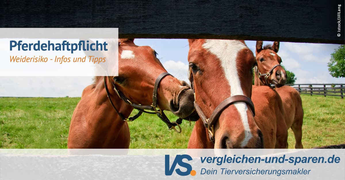 Weiderisiko in der Pferdehaftpflicht richtig verstehen