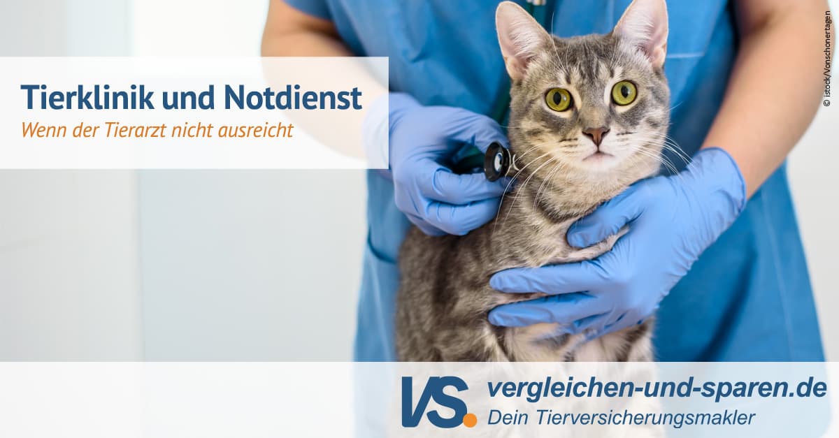 Tierklinik 24 Stunden Notdienst Furth