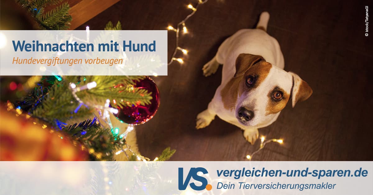 Weihnachten mit Hund - was ist giftig fr den Hund?