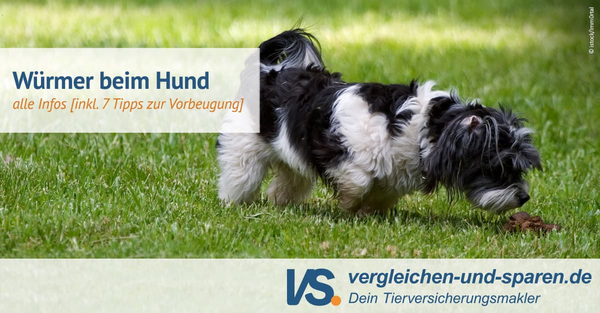 Würmer Bei Hunden Auf Menschen übertragbar www.vergleichen-und-sparen.de