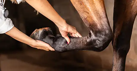 Frau untersucht Pferdebein